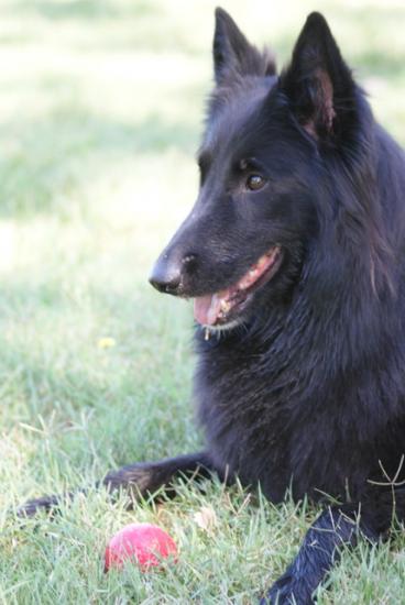 Belle de la Dynastie Cathare.