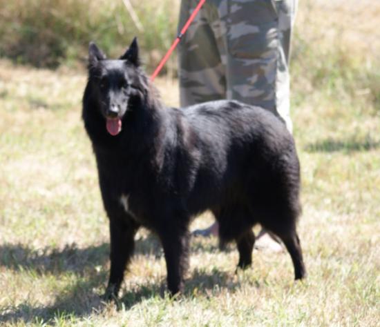 Belle de la Dynastie Cathare